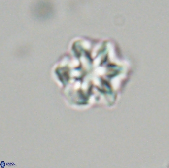 Olladiscoaster perplexus 32708