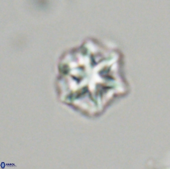 Olladiscoaster perplexus 32709