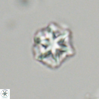 Olladiscoaster perplexus 32709