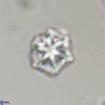 Olladiscoaster perplexus 32710