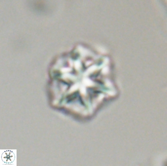 Olladiscoaster perplexus 32710