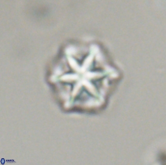 Olladiscoaster perplexus 32711