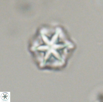 Olladiscoaster perplexus 32711