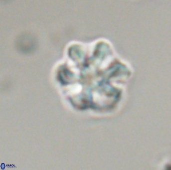 Olladiscoaster perplexus 32712