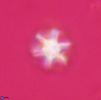 Olladiscoaster perplexus 32714