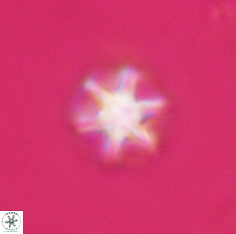 Olladiscoaster perplexus 32714