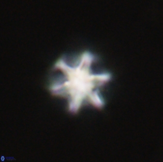 Olladiscoaster perplexus 32715