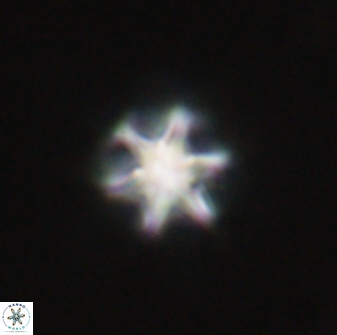 Olladiscoaster perplexus 32715