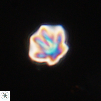 Olladiscoaster perplexus 32718