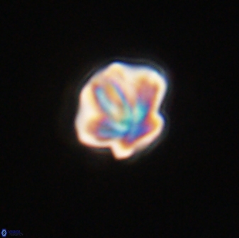 Olladiscoaster perplexus 32721