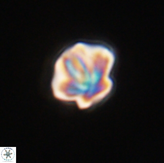 Olladiscoaster perplexus 32721