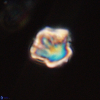 Olladiscoaster perplexus 32358