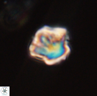 Olladiscoaster perplexus 32358