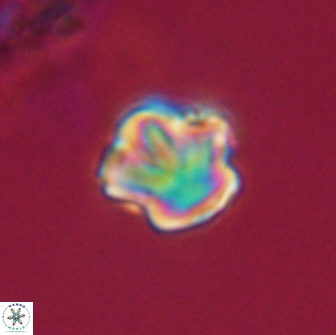 Olladiscoaster perplexus 32360