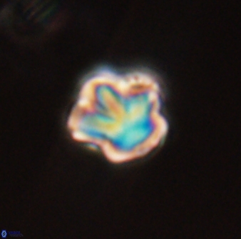 Olladiscoaster perplexus 32361