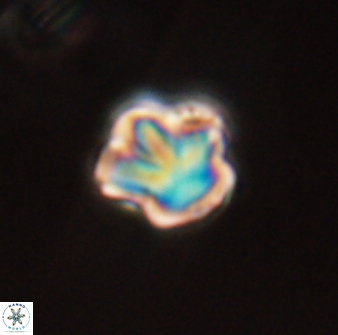 Olladiscoaster perplexus 32361