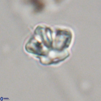 Olladiscoaster perplexus 32366