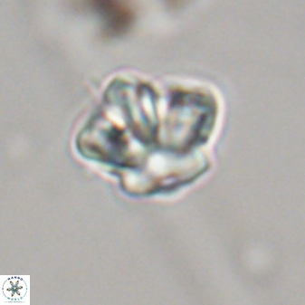 Olladiscoaster perplexus 32366