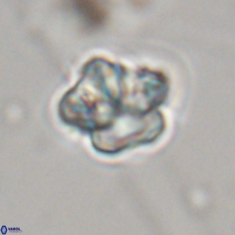 Olladiscoaster perplexus 32367