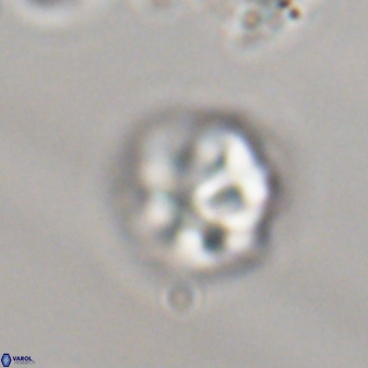 Olladiscoaster perplexus 32368