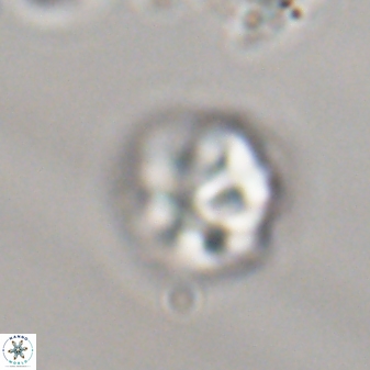 Olladiscoaster perplexus 32368