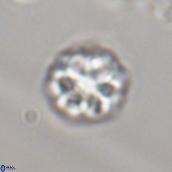 Olladiscoaster perplexus 32369