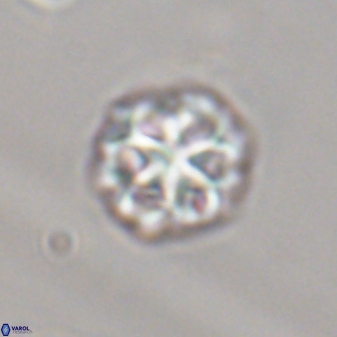 Olladiscoaster perplexus 32370