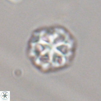 Olladiscoaster perplexus 32370