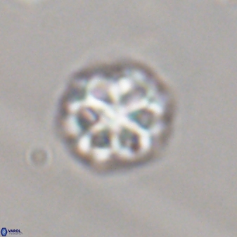 Olladiscoaster perplexus 32371