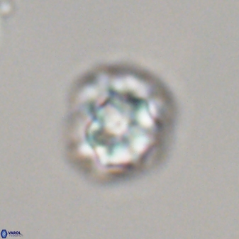 Olladiscoaster perplexus 32372