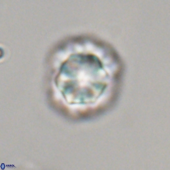 Olladiscoaster perplexus 32373