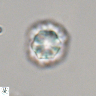 Olladiscoaster perplexus 32373