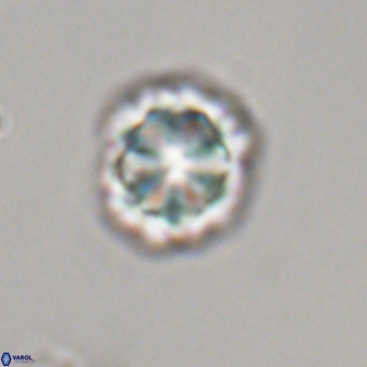 Olladiscoaster perplexus 32374