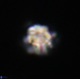 Olladiscoaster perplexus 32376