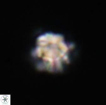 Olladiscoaster perplexus 32376