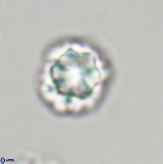 Olladiscoaster perplexus 32377