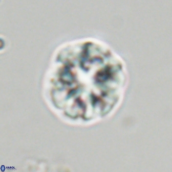 Olladiscoaster perplexus 32378