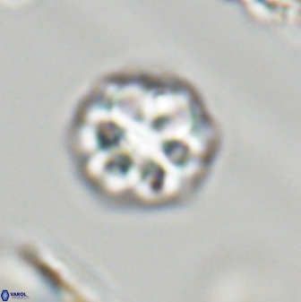 Olladiscoaster perplexus 32379