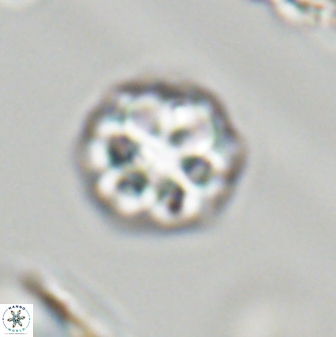 Olladiscoaster perplexus 32379