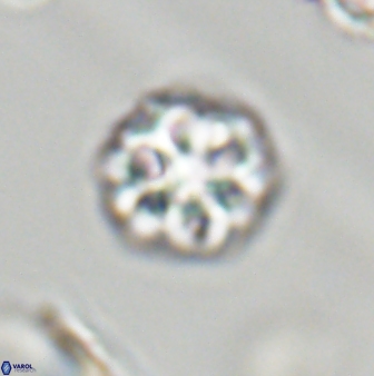 Olladiscoaster perplexus 32380