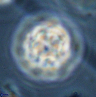 Olladiscoaster perplexus 32384