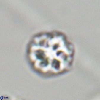 Olladiscoaster perplexus 32391