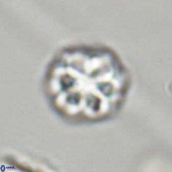 Olladiscoaster perplexus 32392