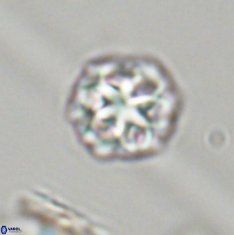 Olladiscoaster perplexus 32393