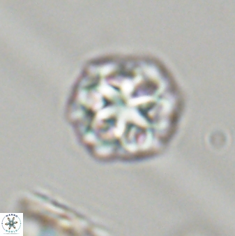 Olladiscoaster perplexus 32393