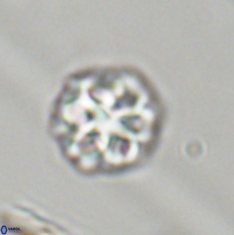 Olladiscoaster perplexus 32394