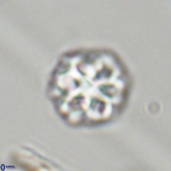 Olladiscoaster perplexus 32395