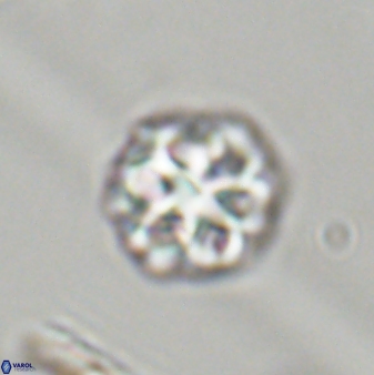 Olladiscoaster perplexus 32396