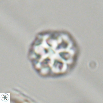 Olladiscoaster perplexus 32396