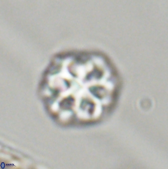 Olladiscoaster perplexus 32398